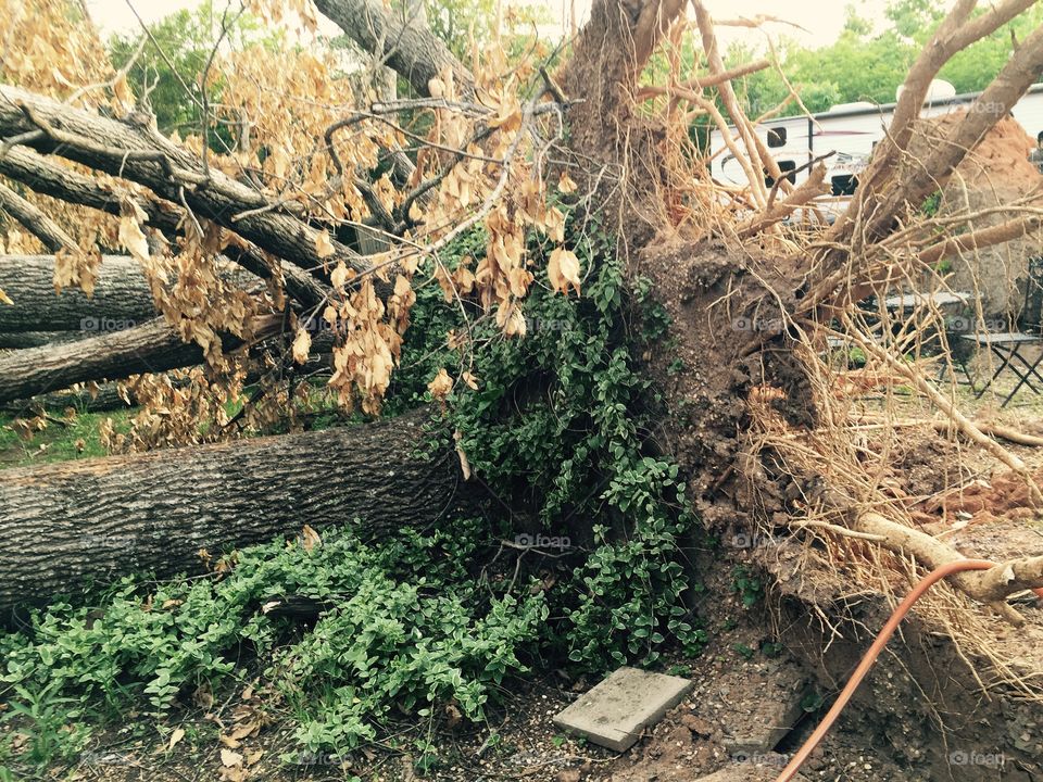 A downed 100 year old oak tree in backyard from tornado in April.