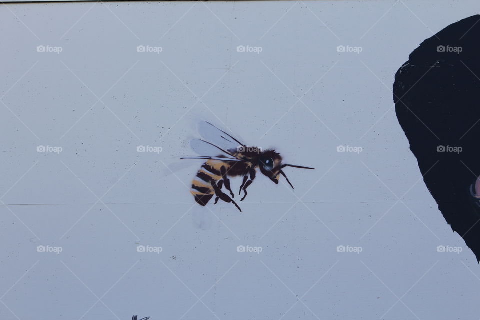 Insect, No Person, Invertebrate, Fly, Nature