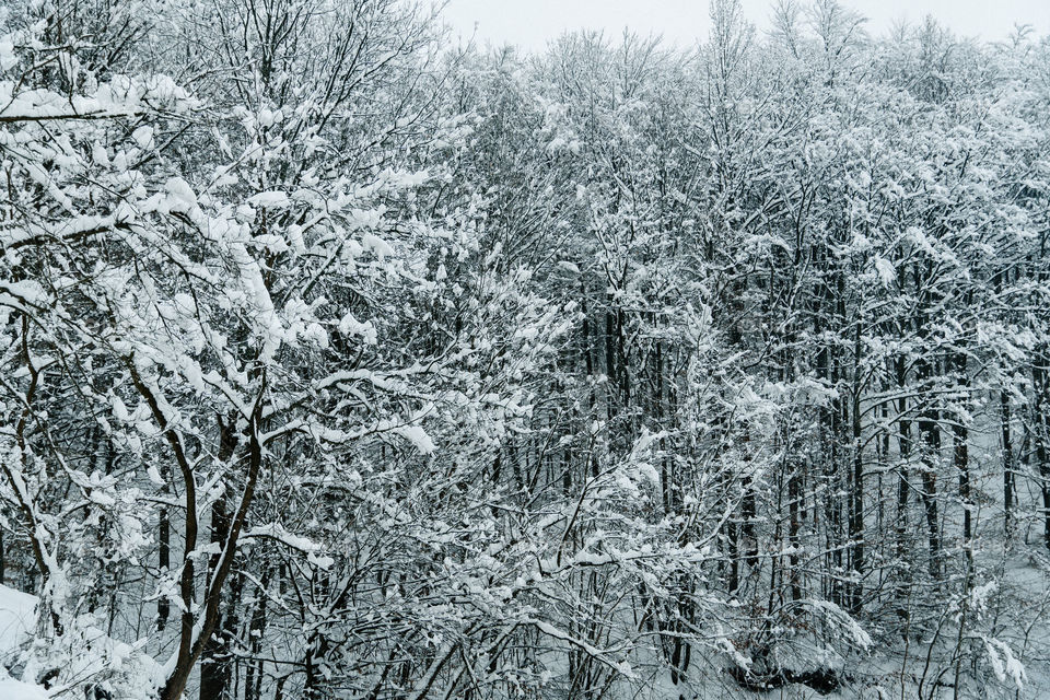 Snow covered trees