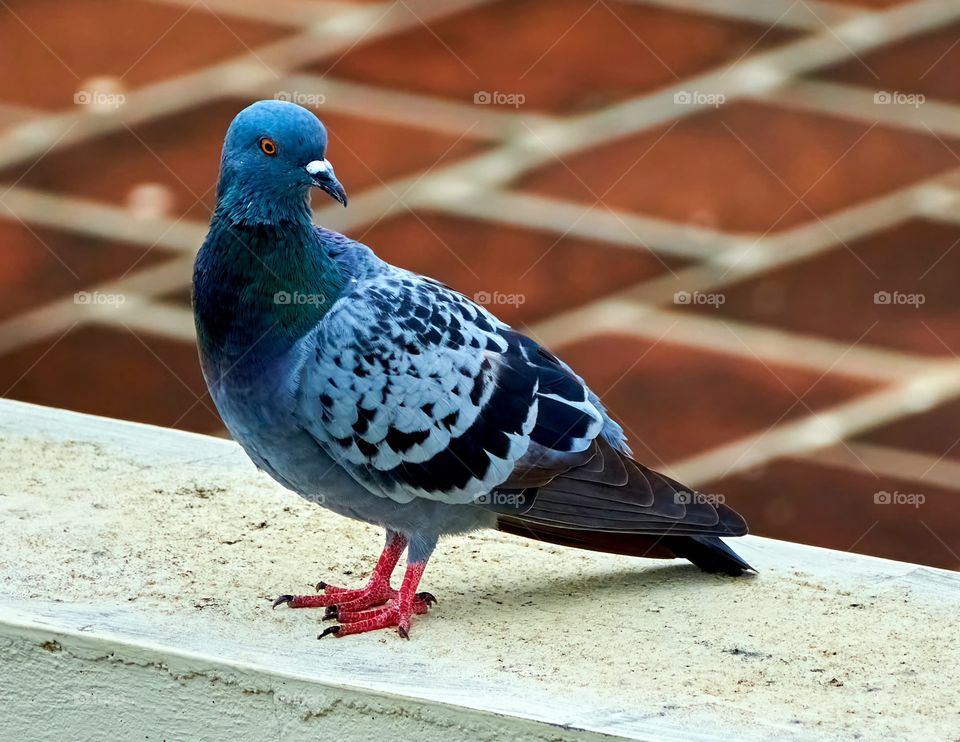 Bird photography - Dove  - blue shade