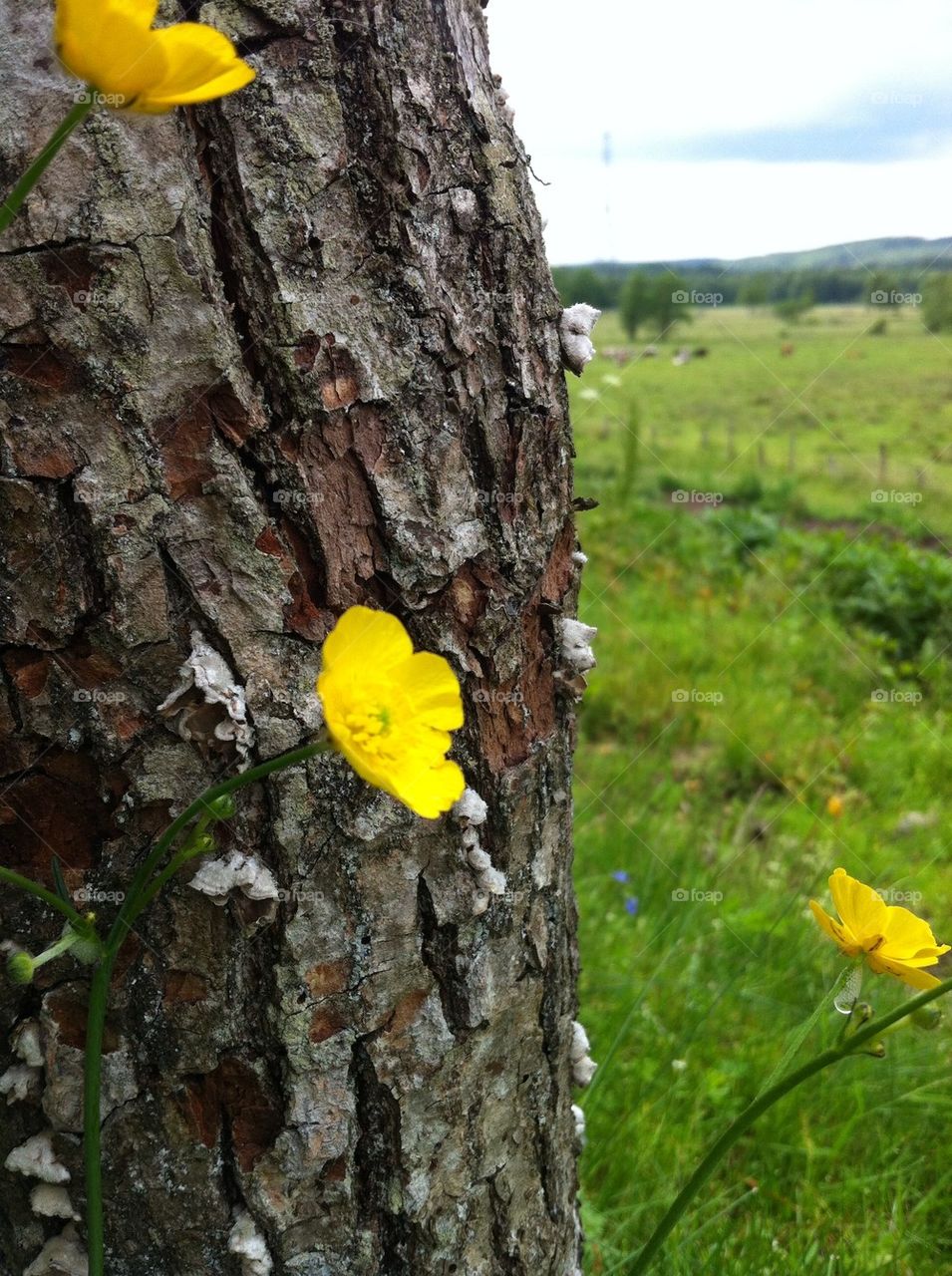 sweden ängelholm neighborhood lärkeröd by smartini65