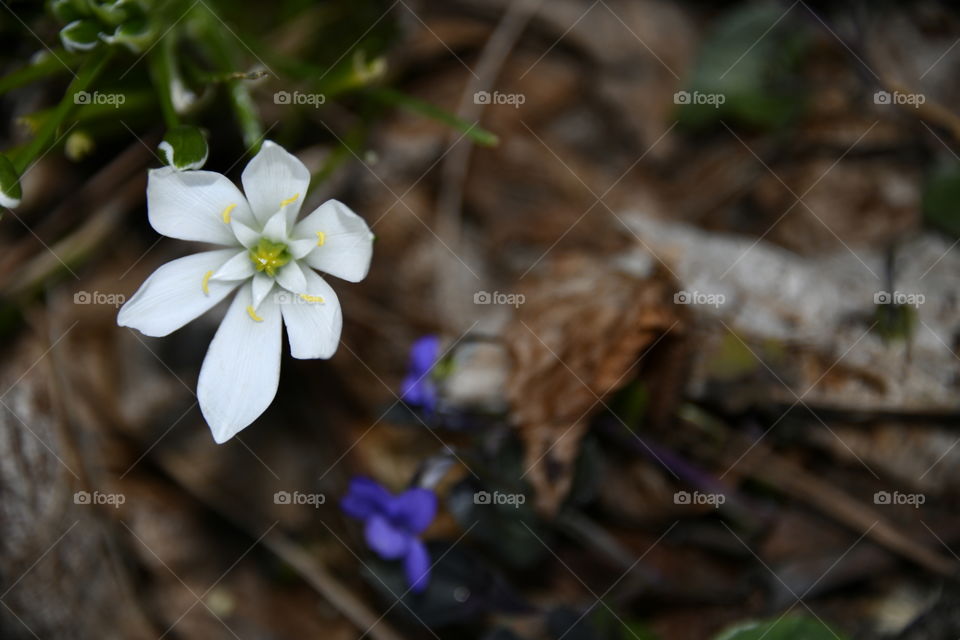 Parque el Capricho, Madrid