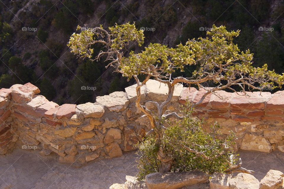 GRAND CANYON, ARIZONA THE GRAND CANYON NATIONAL PARK