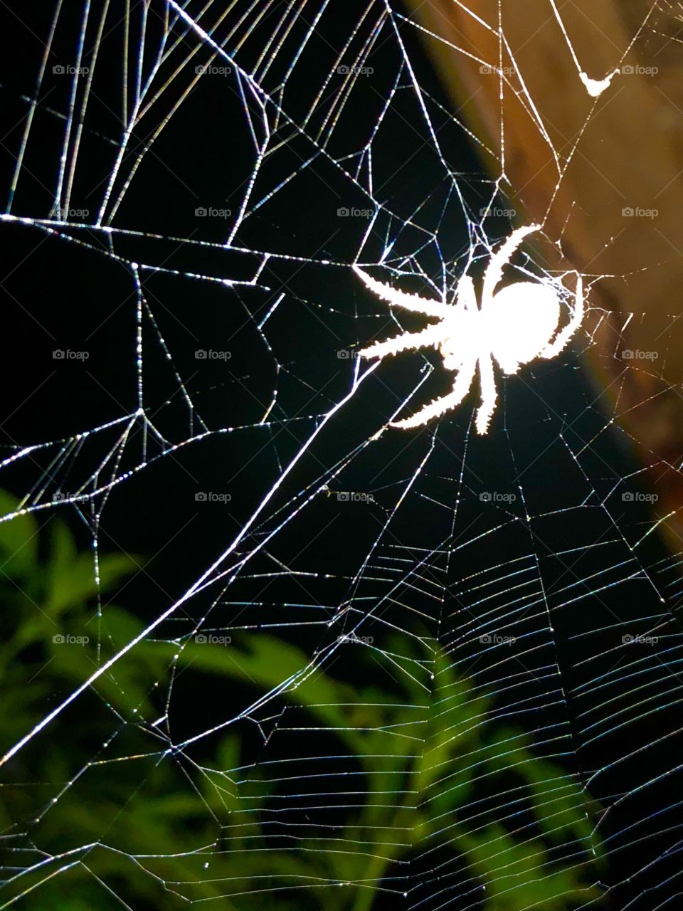 White Light Illuminates a Spider 