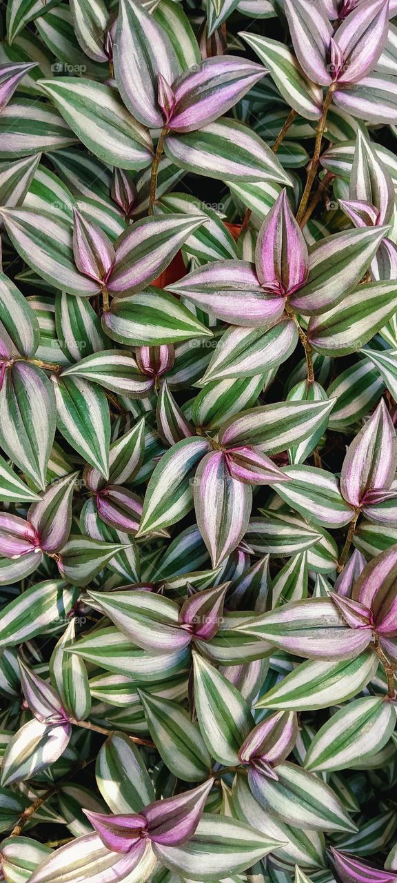 WANDERING JEW
The Wandering Jew is a mythical immortal man whose legend began to spread in Europe in the 13th century.