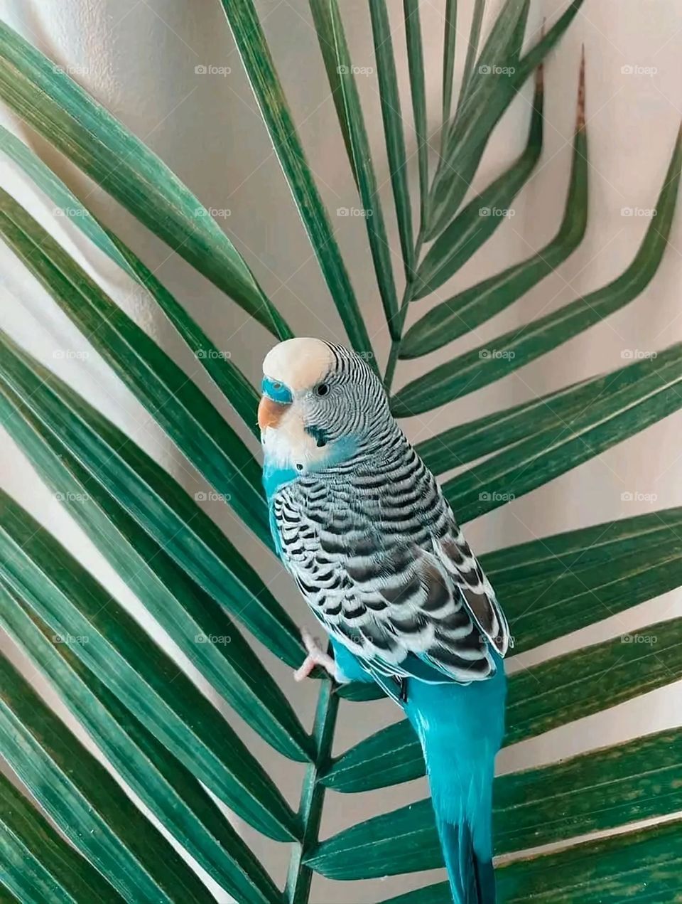 A very beautiful picture, and there is no better picture than it. There is no better picture of green herbs and colorful, red and white roses than it. Glory be to God, the natural and picturesque view, and there is no more wonderful picture than it.