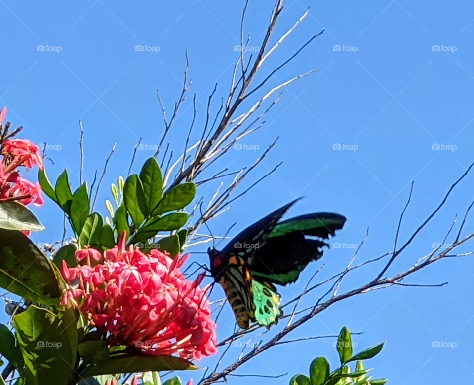 Cairns Birdwing Butterfly
