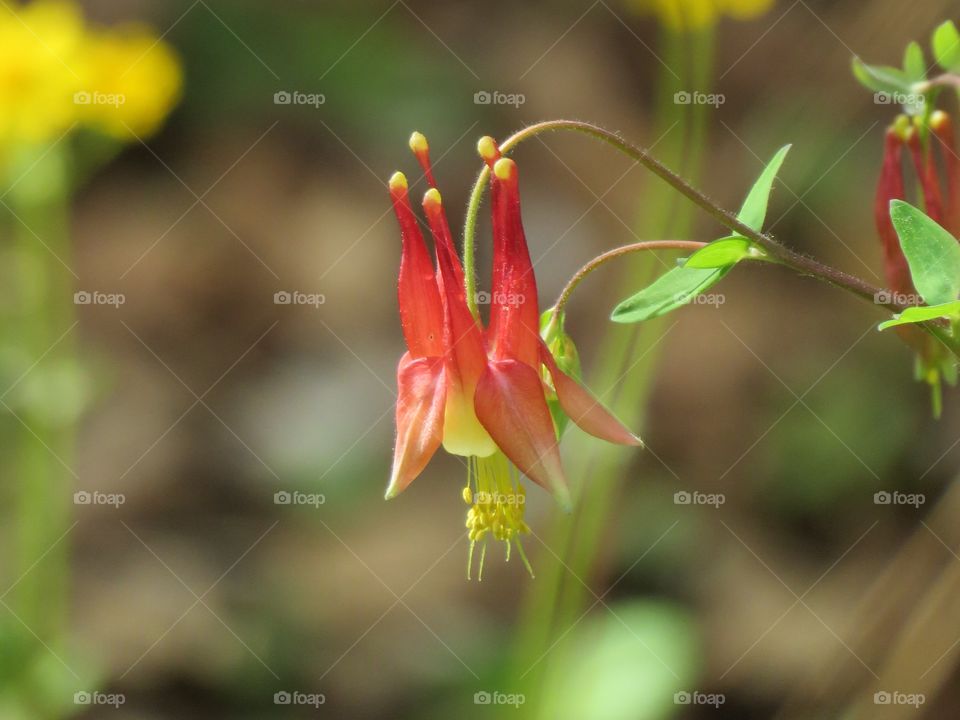 Wild columbine