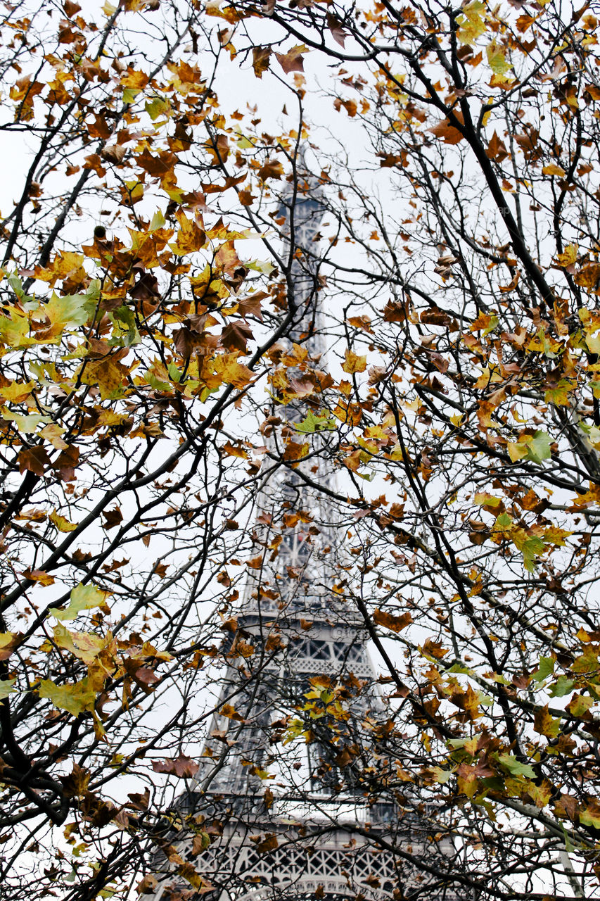 Paris Eiffel Tower through Fall Trees  . Eiffel Tower in the Fall 