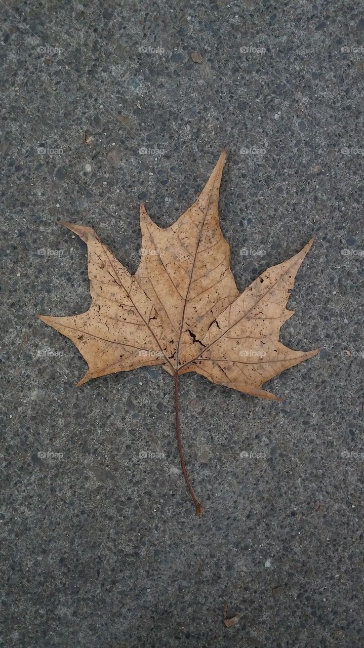 asphalt leaf