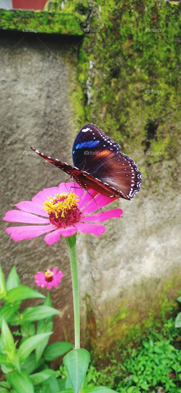 a beautiful butterfly with colorful wings is really beautiful perched on a flower that is in bloom