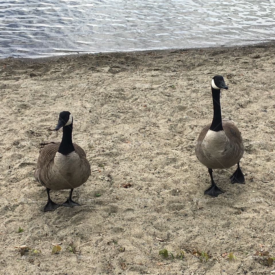 Canadian geese 
