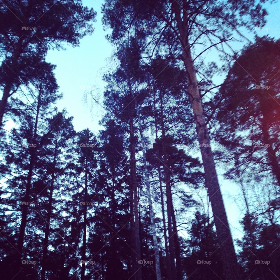 Stockholm forest