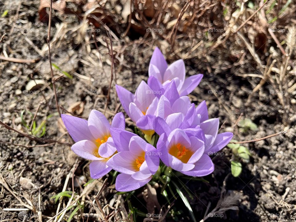 A group of purple blooming crocuses.