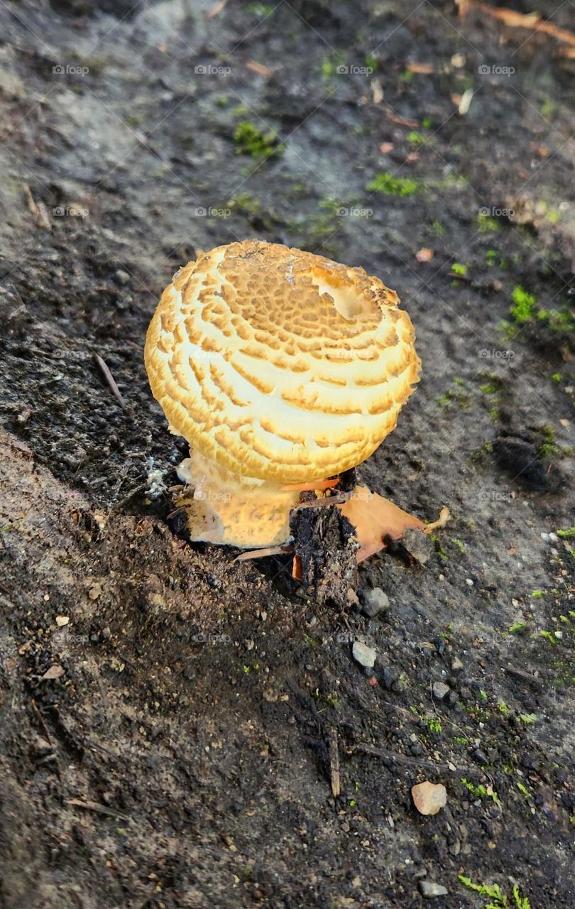 bright round mushroom and small leaf on the dirt ground of the forest floor in Oregon