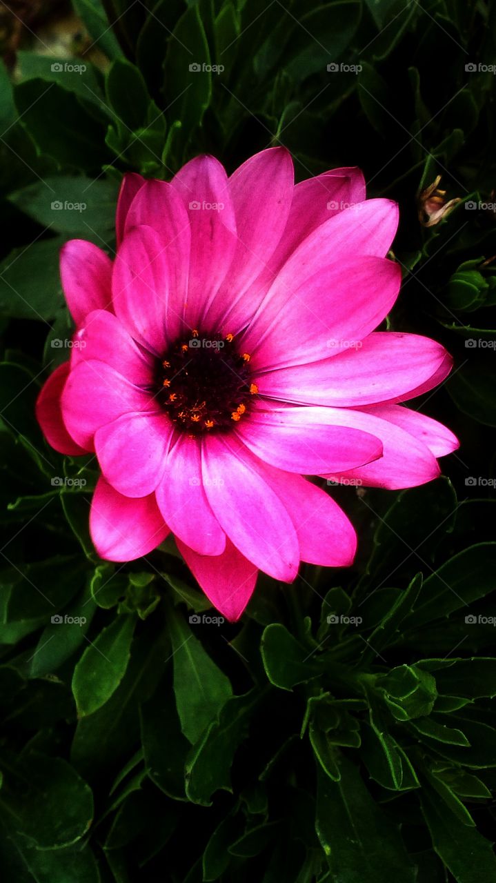 Purple blooming wildflower