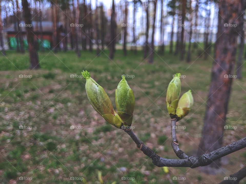 spring in the city of Kyiv 2022