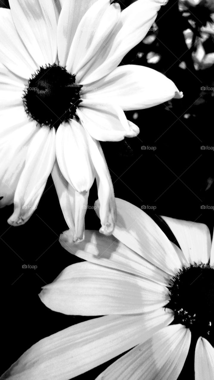 flower black and white pedals