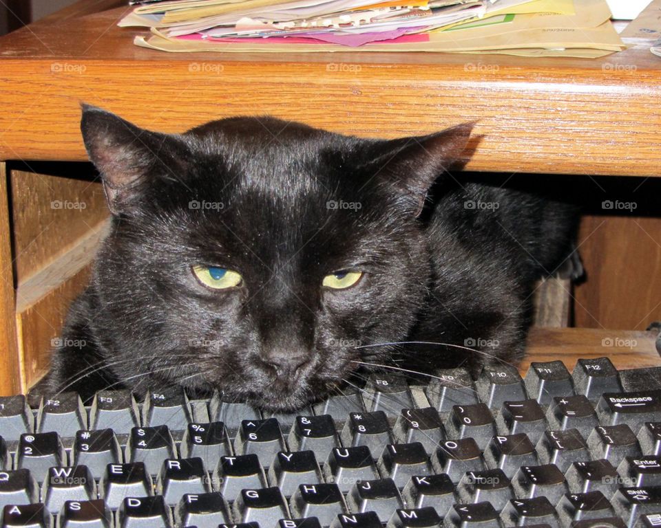 COMPUTER KEYBOARD W/CAT