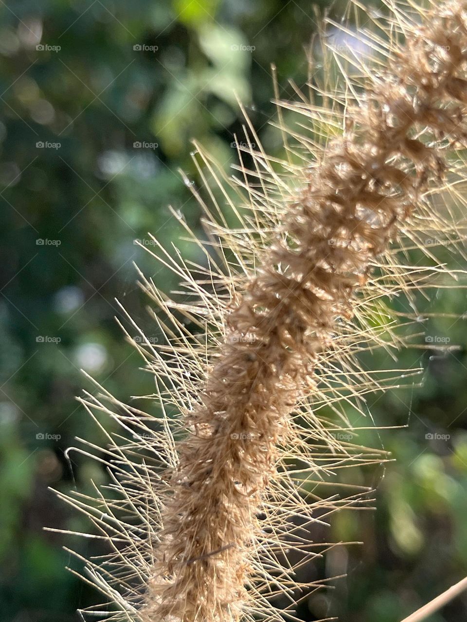 Nature in my garden, Nakhon Sawan Province ( Thailand)