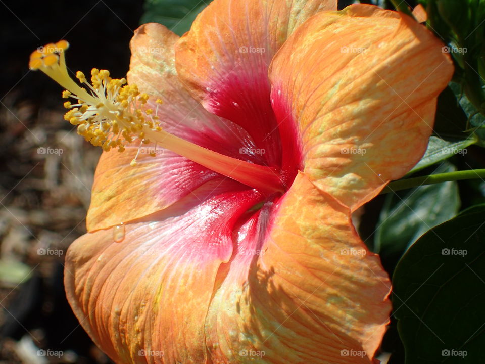 A flower found in Florida