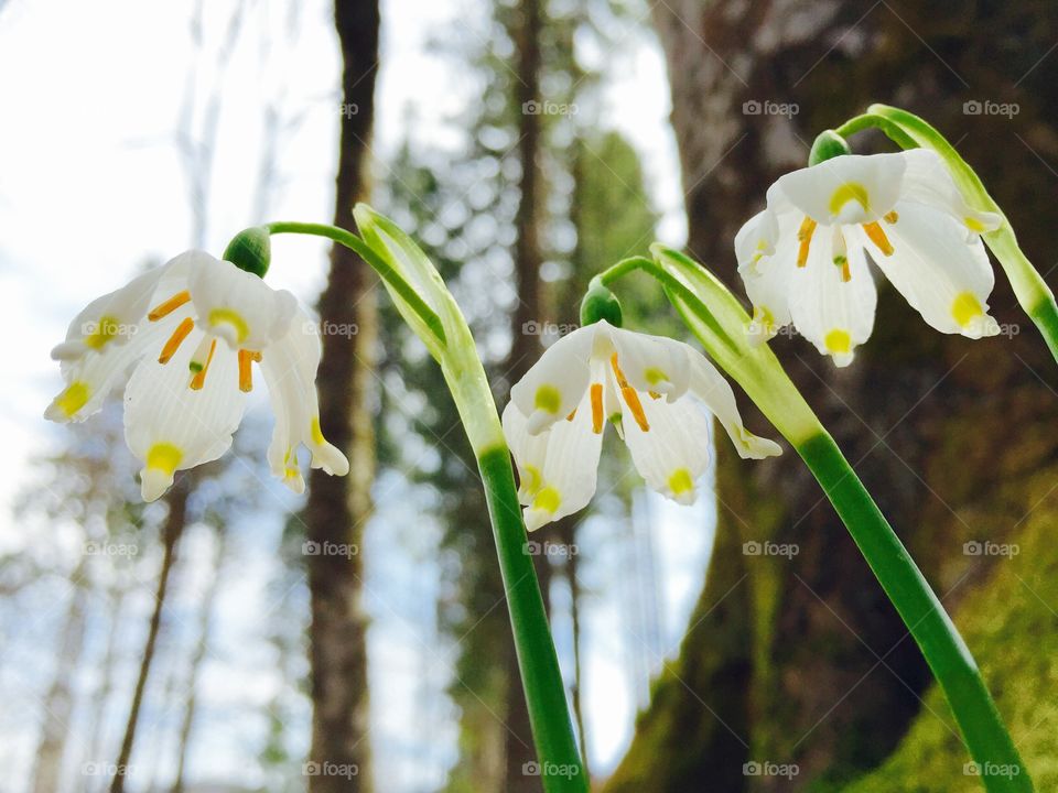 Wild snowdrops in the forest