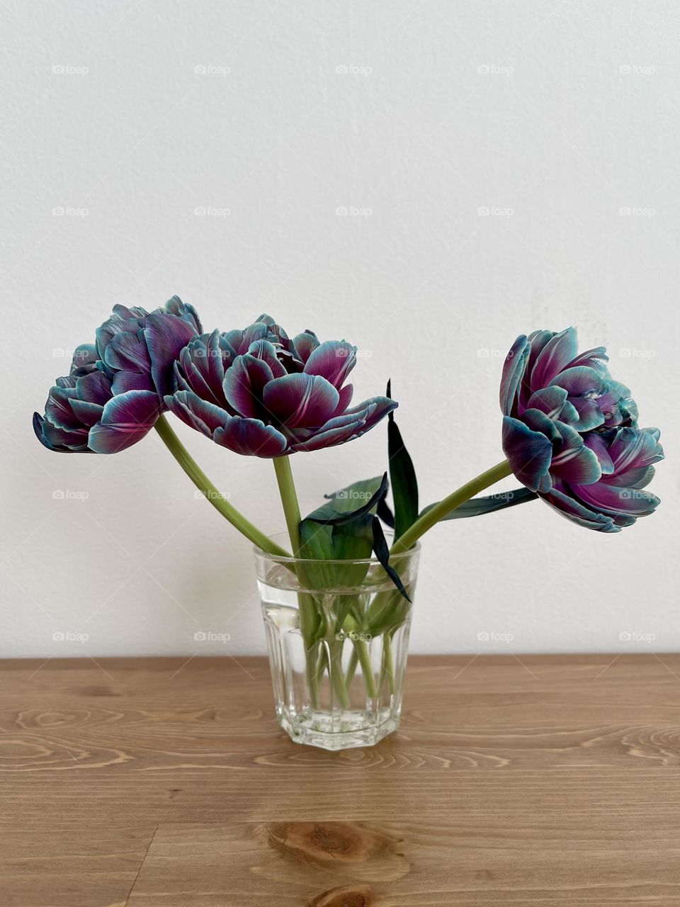 Violet and blue tulips in the glass on the table. Unusual colour tulips 