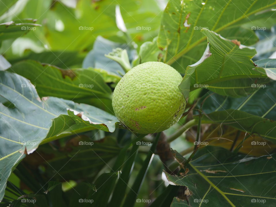 Green bread fruit on a tree