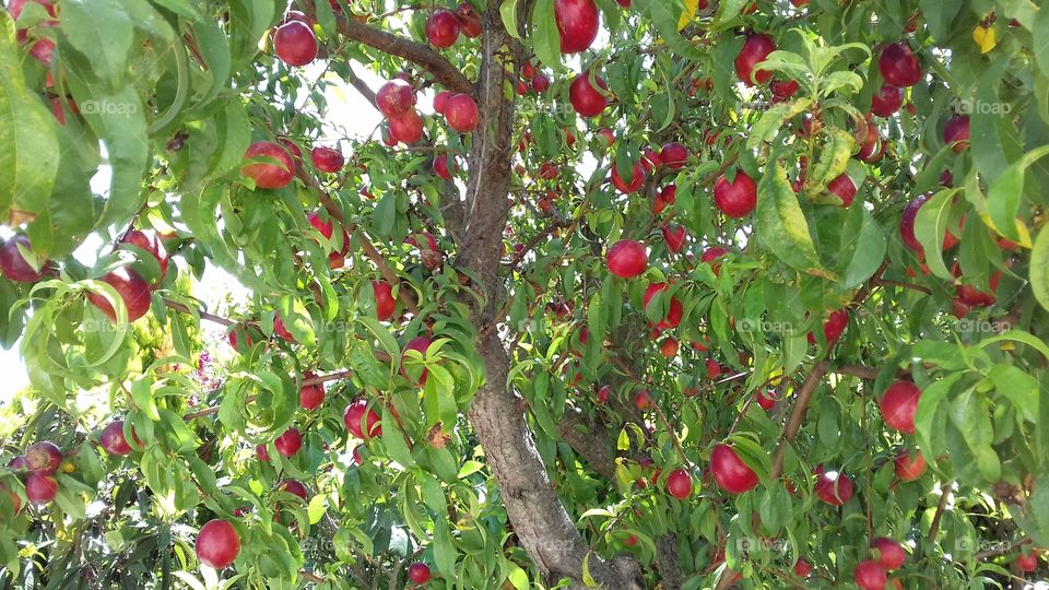 nectarine tree