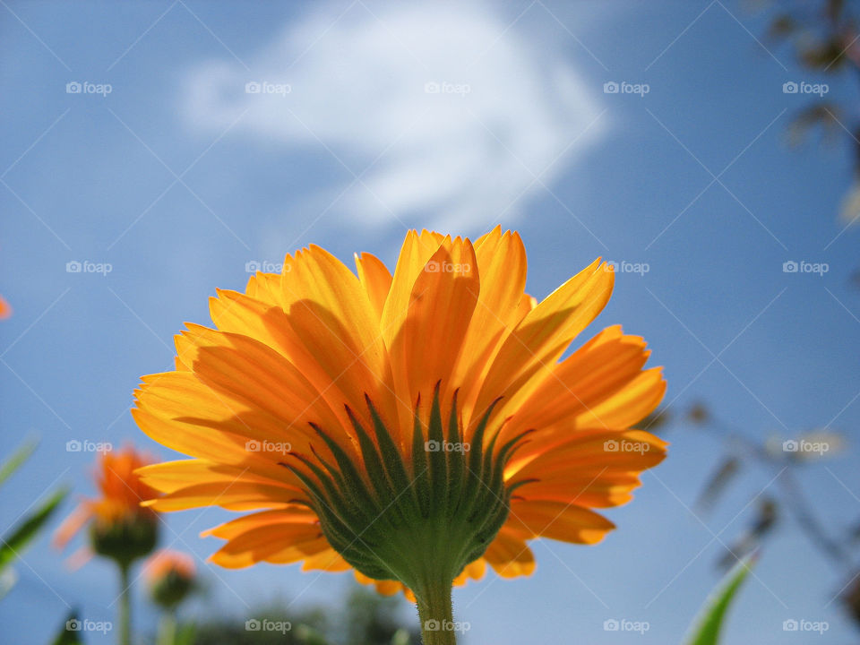 Calendula officinalis blooming on a blurred sky background.