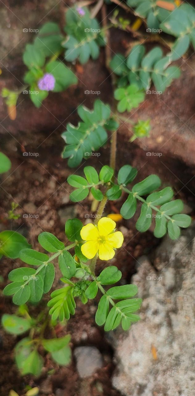 Tribulus Terrestris- The  Ayurvedic plant