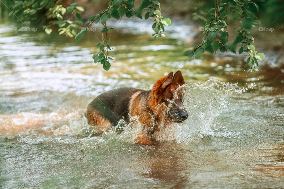 German shepherd dog swimming in a summer river