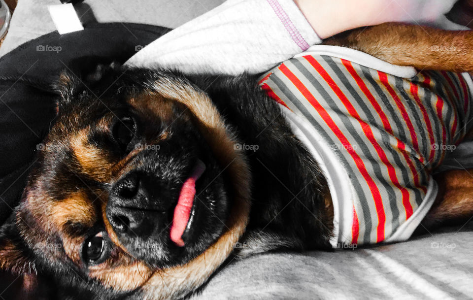 Puppy love with orange color pop 