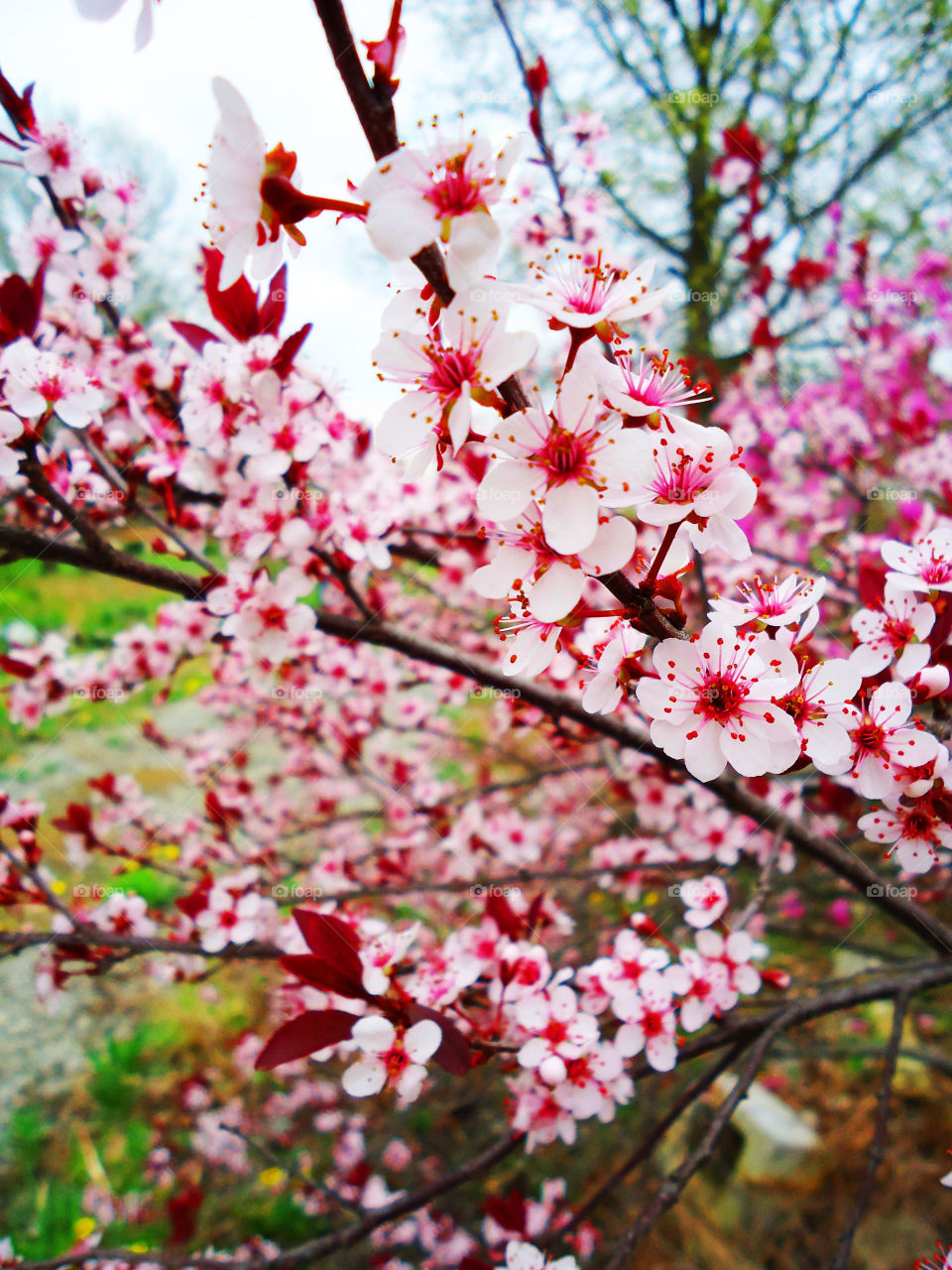 The Cherry Blossom