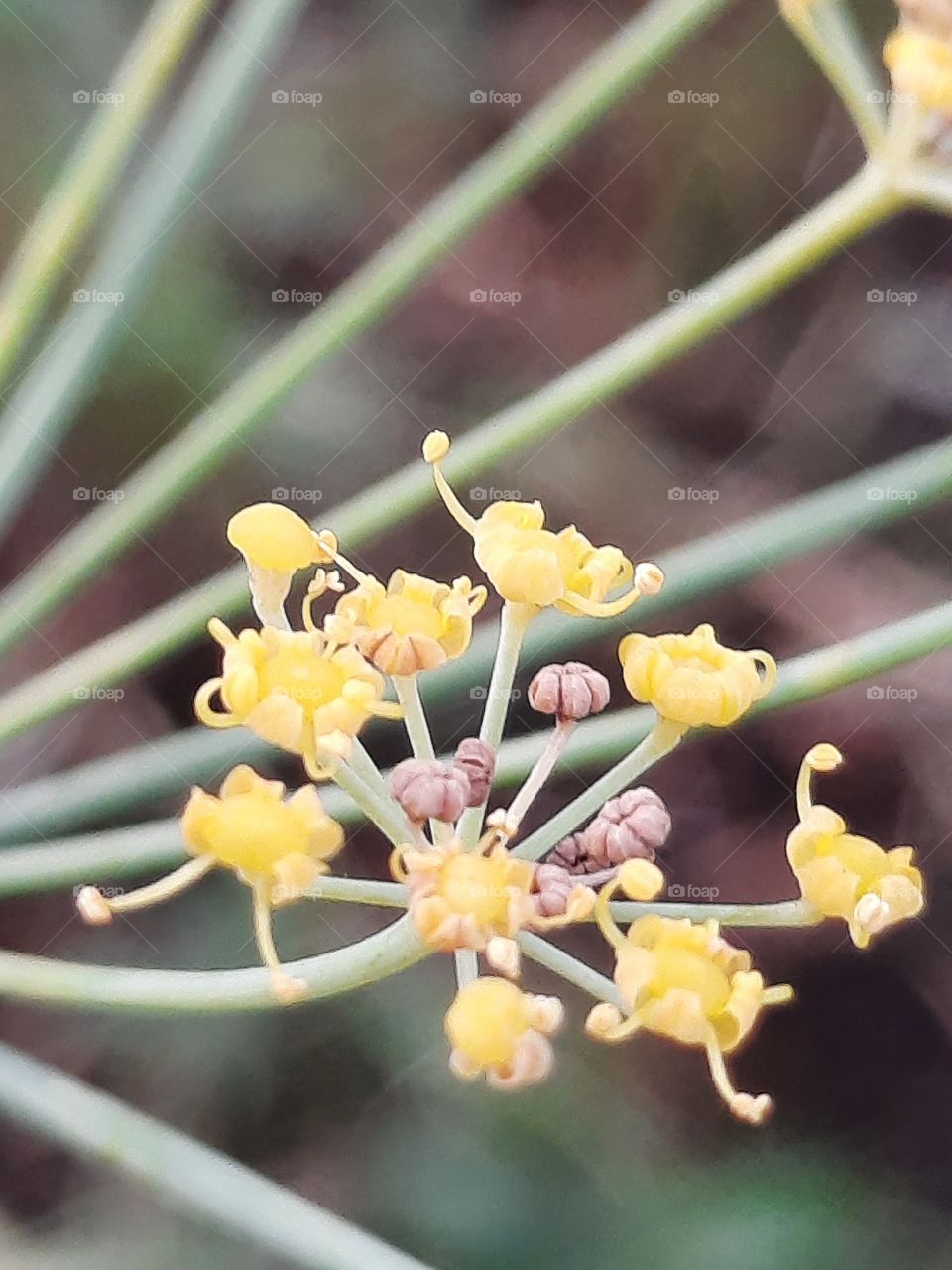 autumn garden fruits  - fennel yellow flowers and brown seeds