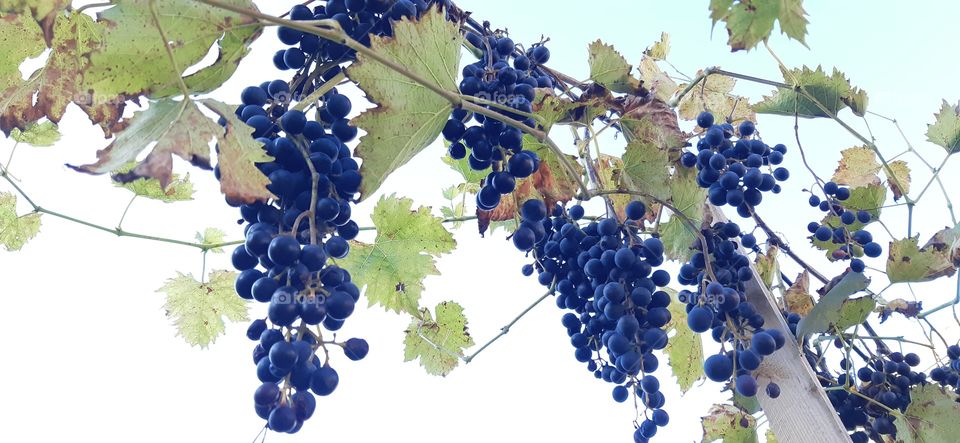 Clusters of Grapes