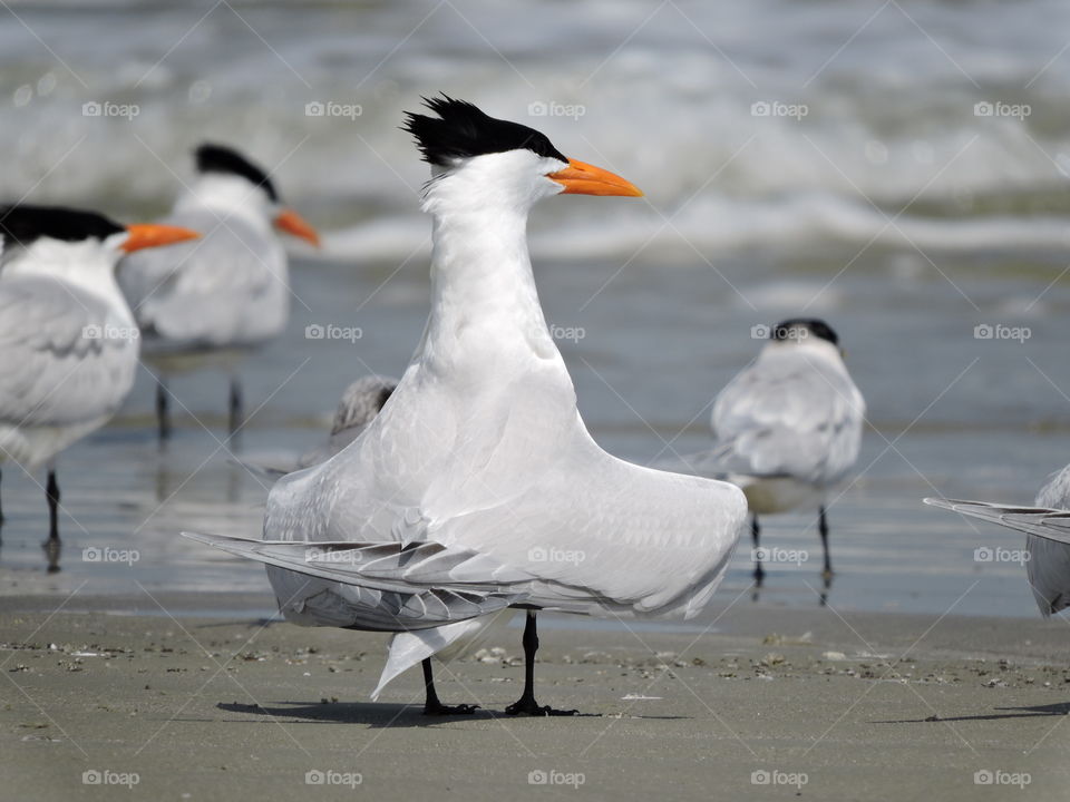 Dancing bird