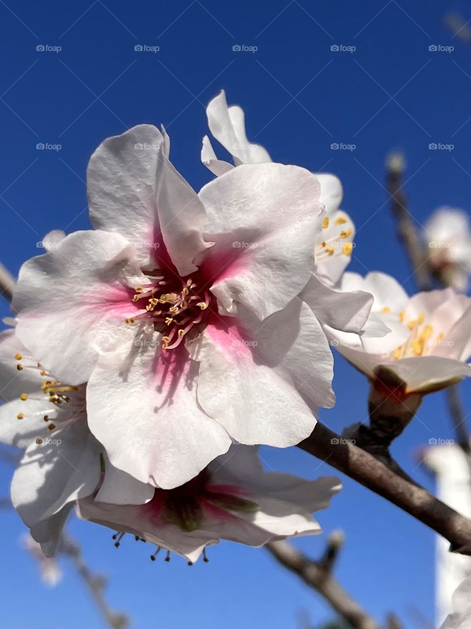 Almond tree blooming season