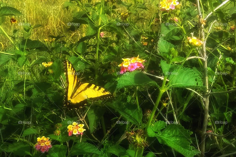 Yellow swallow tail pollinating wild Lantana camara