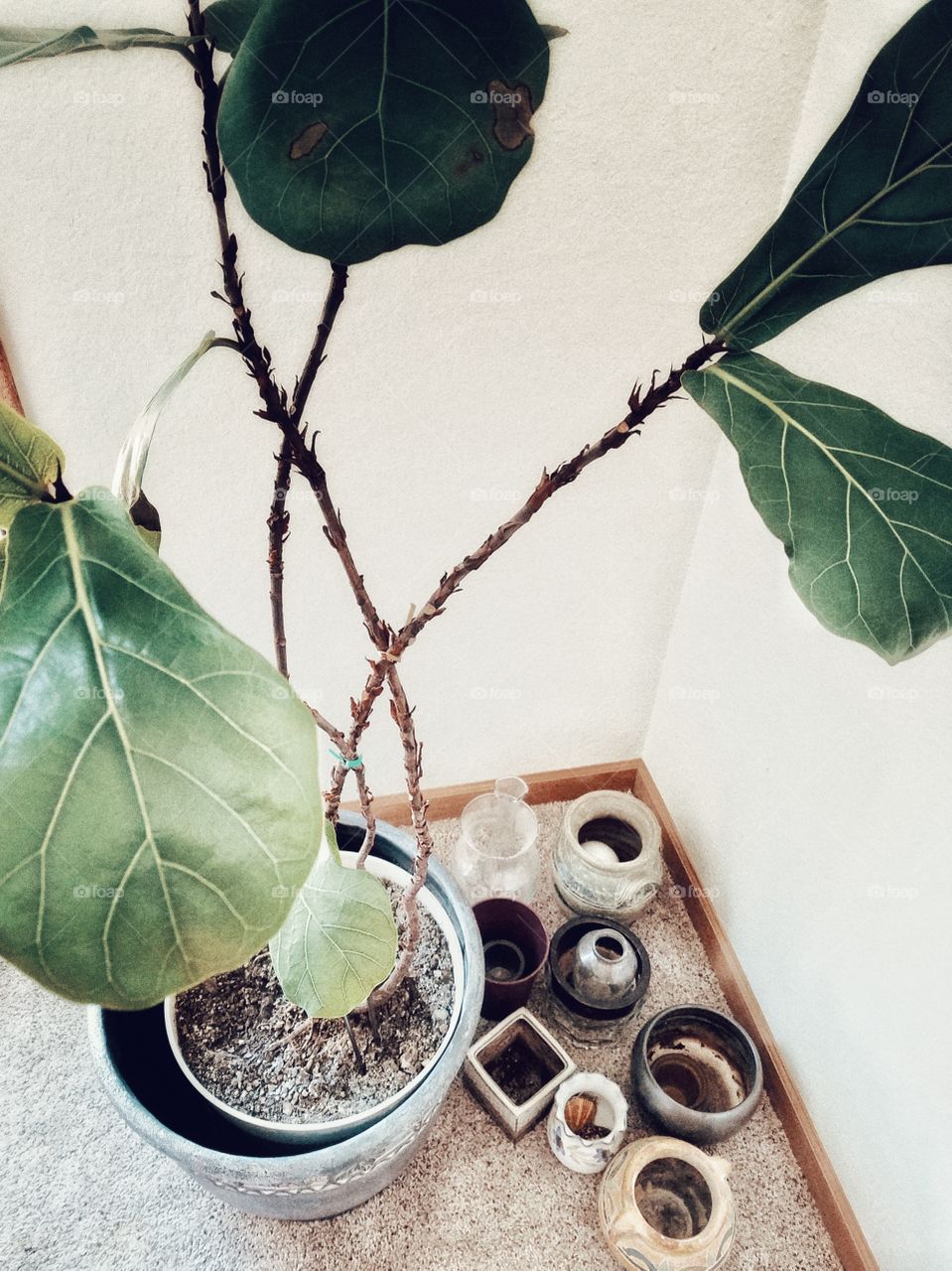 High angle view of potted plant