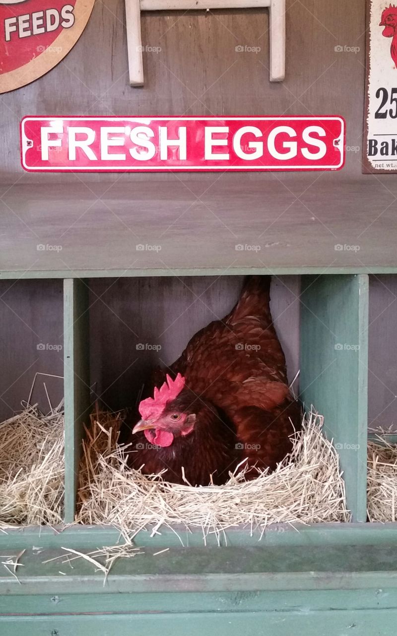 Rhode Island Red Hen