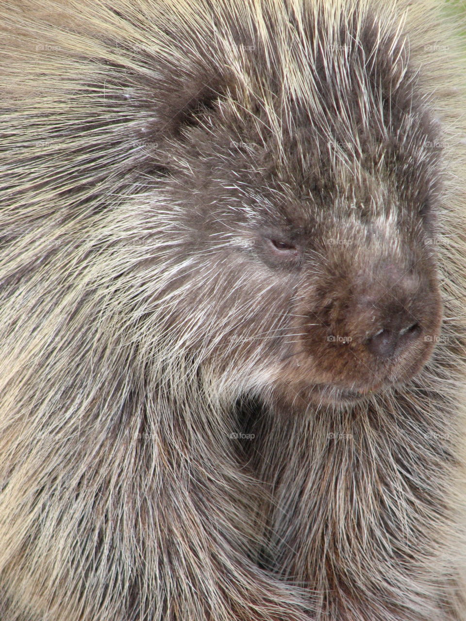 Porcupine Face