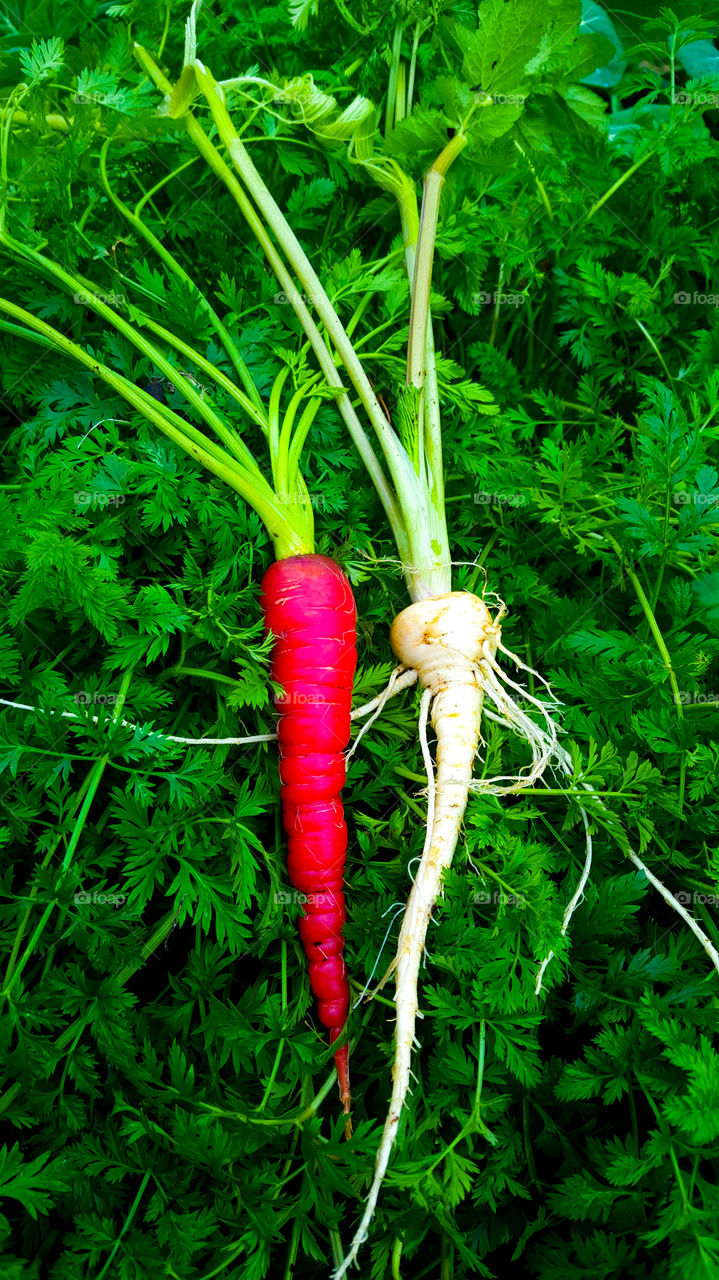 Parsnip hugs and carrot