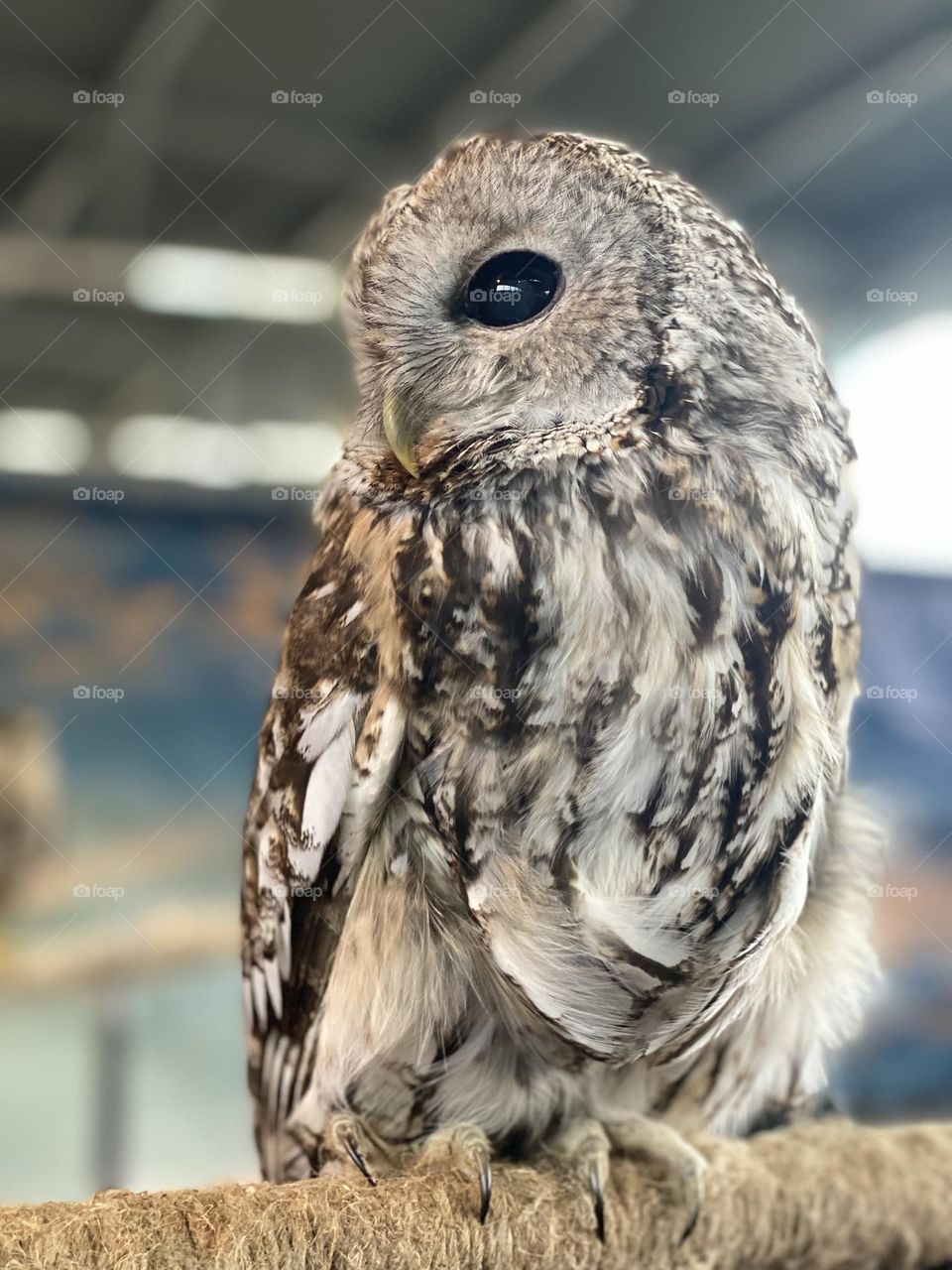 It's nothing but an owl.