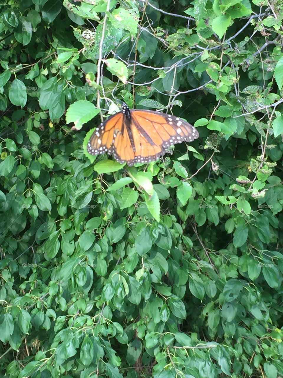 An orange butterfly resting on some leaves, at peace.