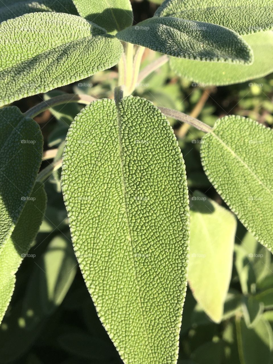 Salvia leaves 