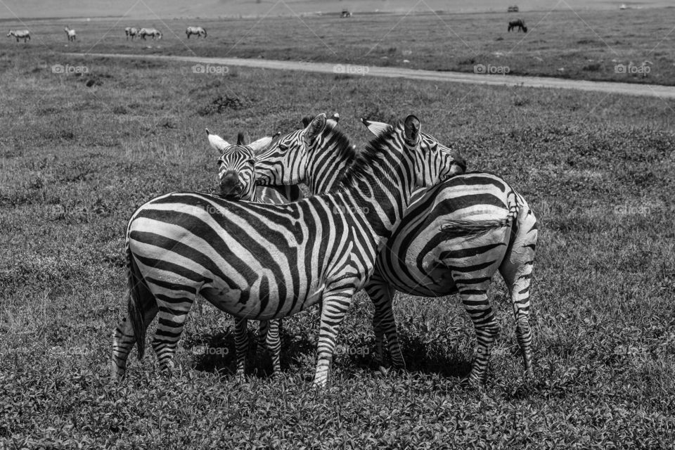 Zebras. Three zebras looking out for each other in the Ngorongoro Crater.