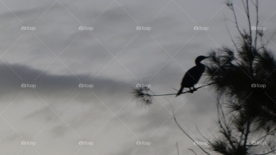 Silhouette Of A Black Ibis Perched On A Branch At Dusk 
