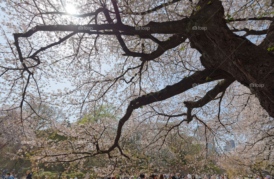 Under a cherry tree during Hanami season in Japan