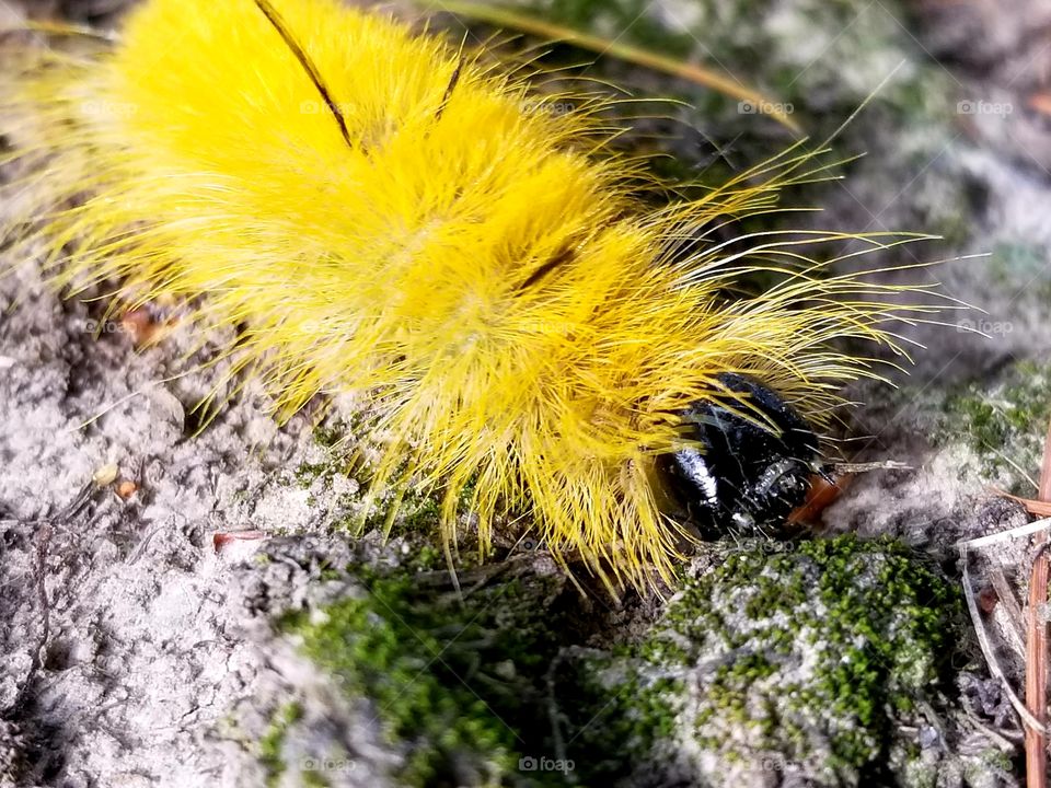 Happy yellow caterpillar